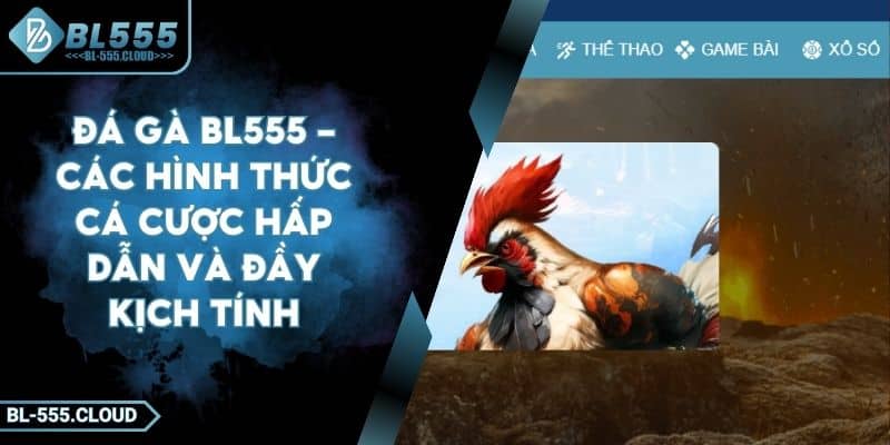 Đá gà BL555 - Các hình thức cá cược hấp dẫn và đầy kịch tính