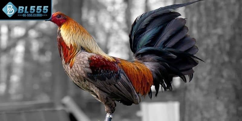 Giới thiệu về sự hấp dẫn của hình thức chọi kê