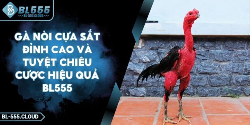 Gà Nòi Cựa Sắt Đỉnh Cao Và Tuyệt Chiêu Cược Hiệu Quả BL555