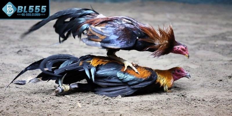 Những chiến lược thông minh giúp chiến thắng lớn